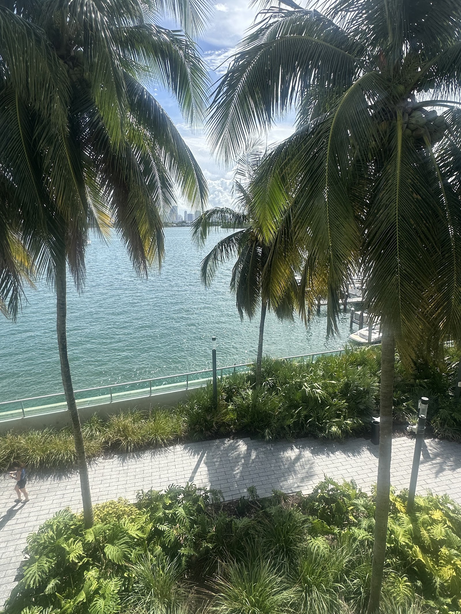 Row of royal palms, freshly trimmed