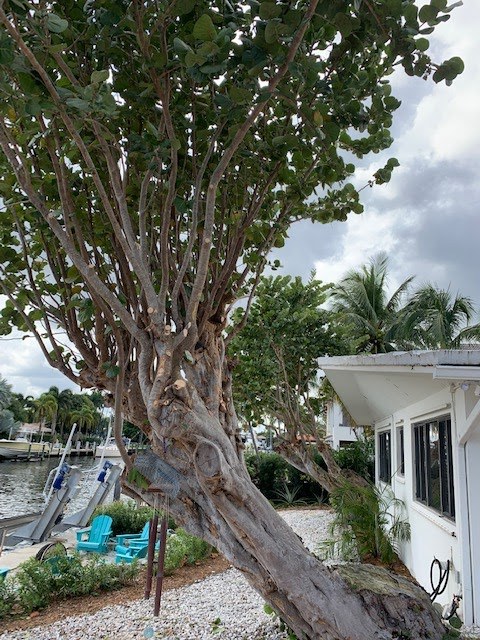 Crape myrtle pruned and shaped by a canal