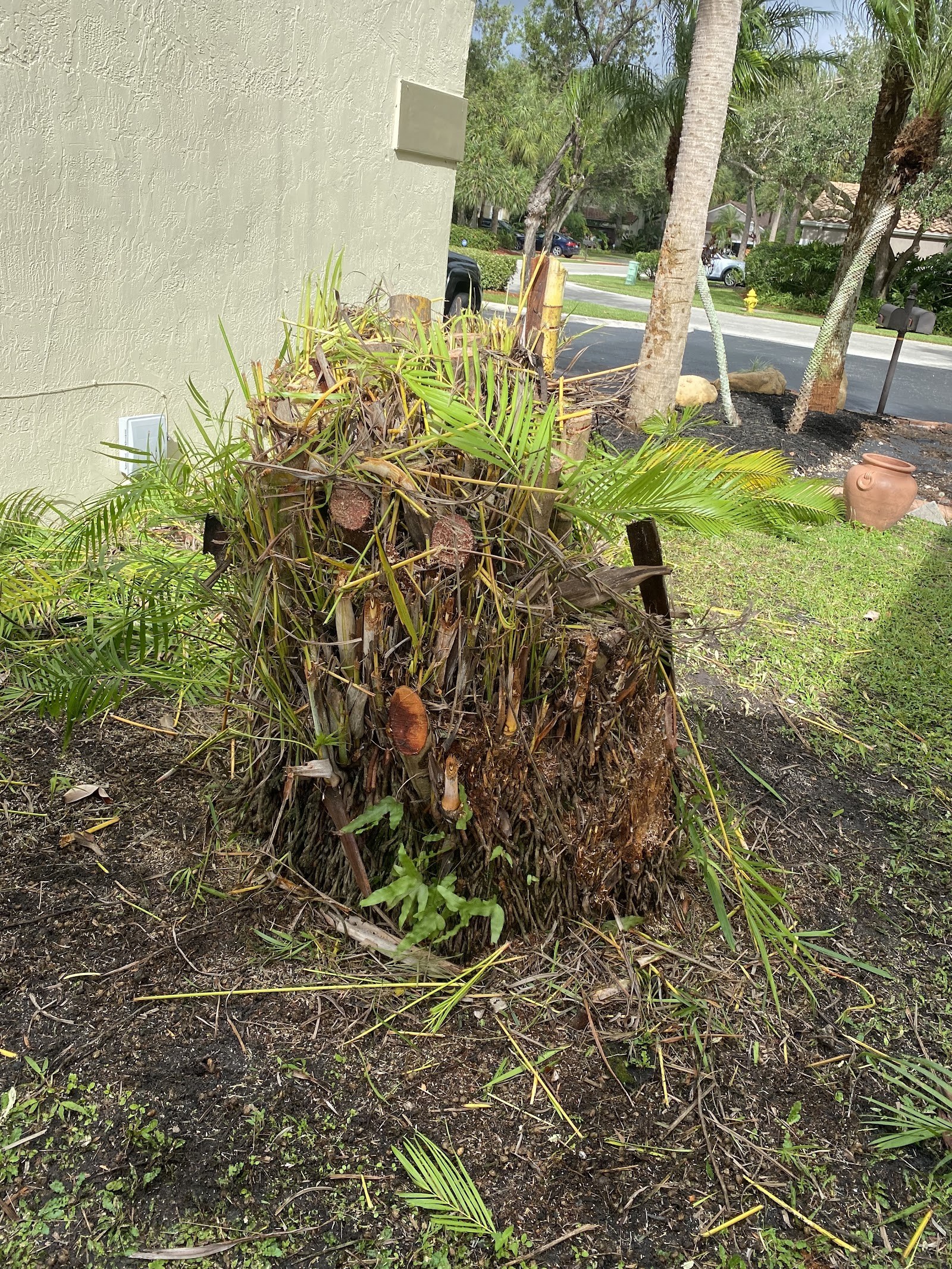 Large palm frond removed from a yard