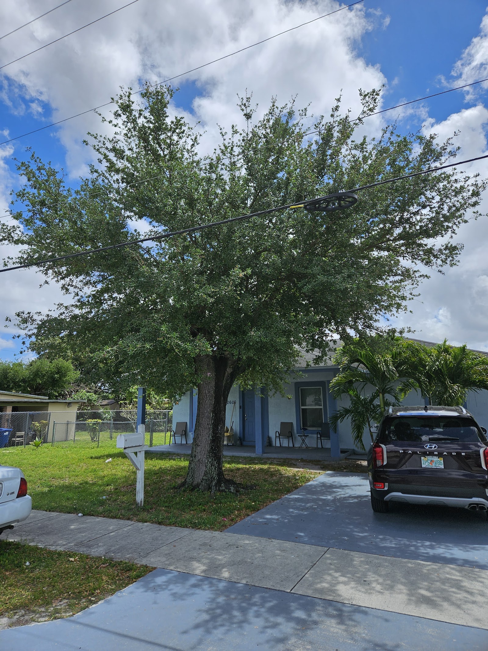 Street tree pruned clean over a sidewalk