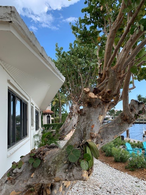 Large limb removed over a home