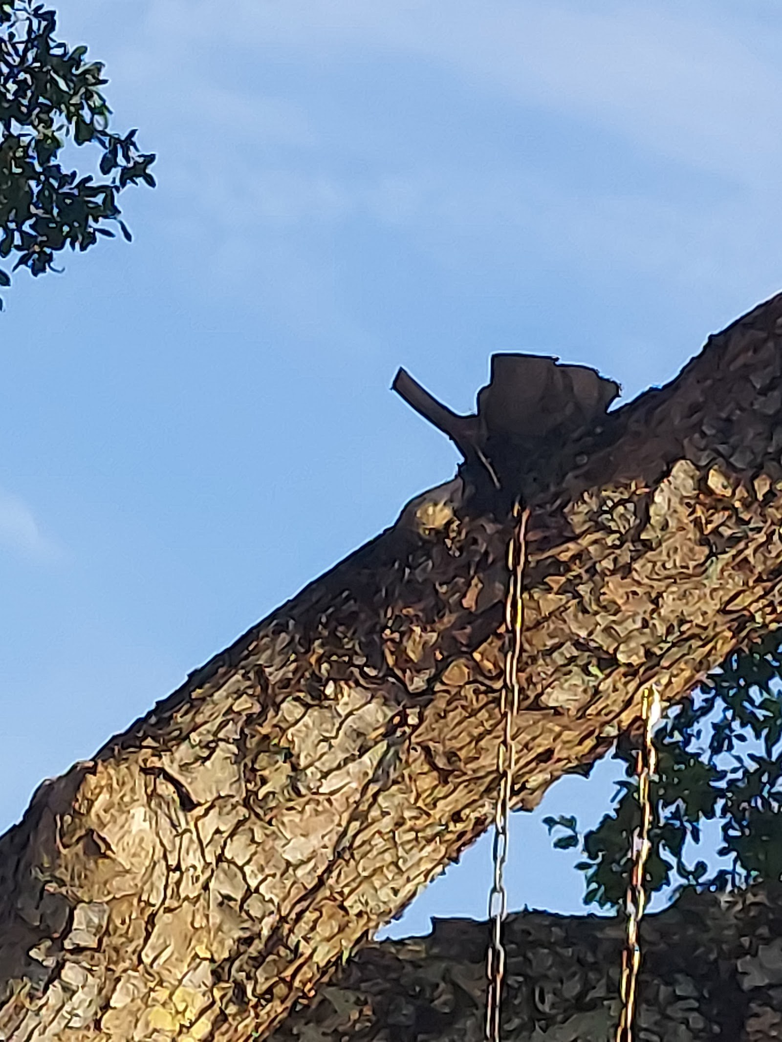Storm-cut limb, close detail