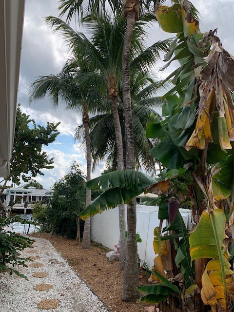 Queen palms and banana trees trimmed along a waterfront