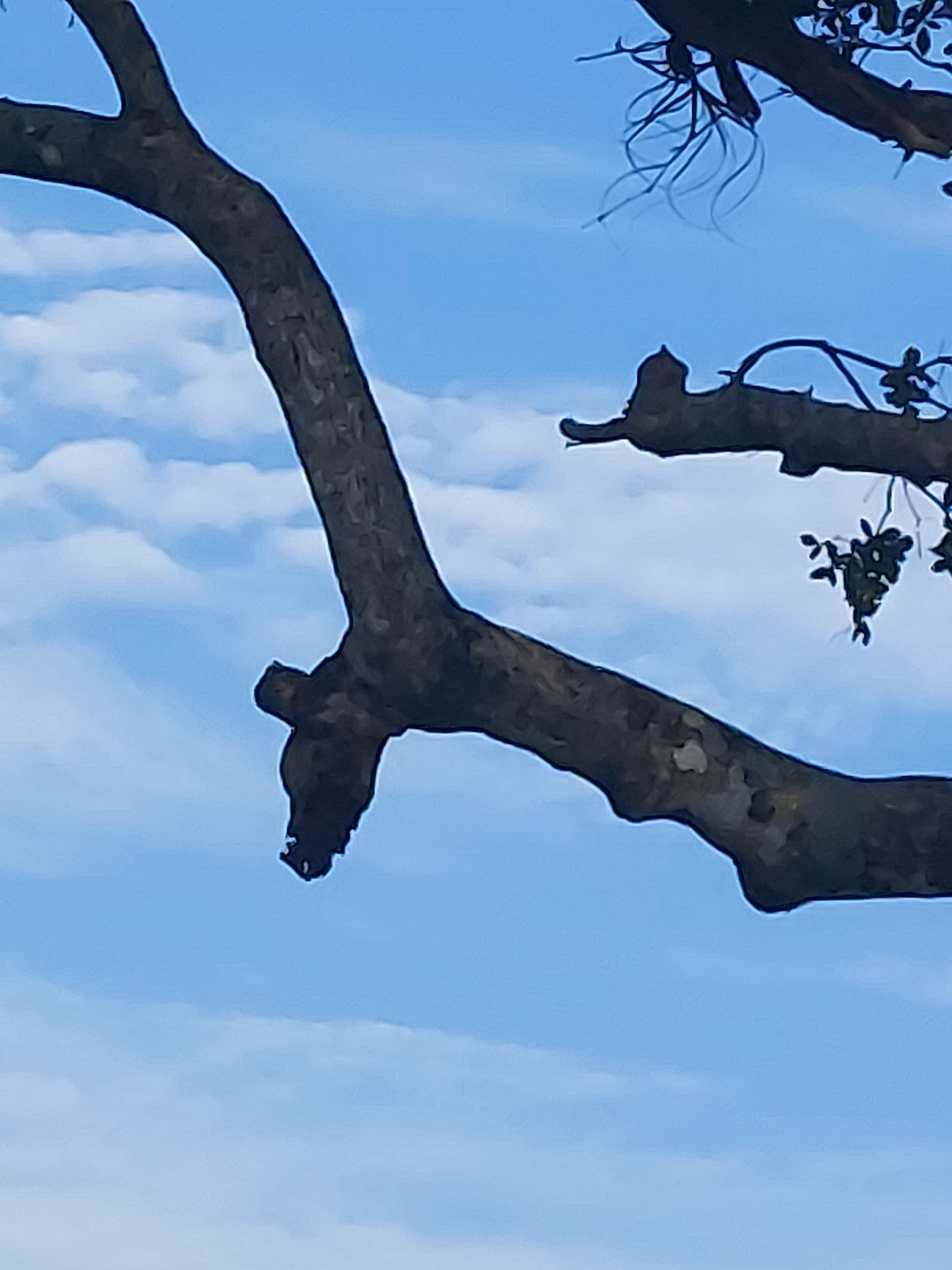 Freshly pruned limb, cut back to the collar