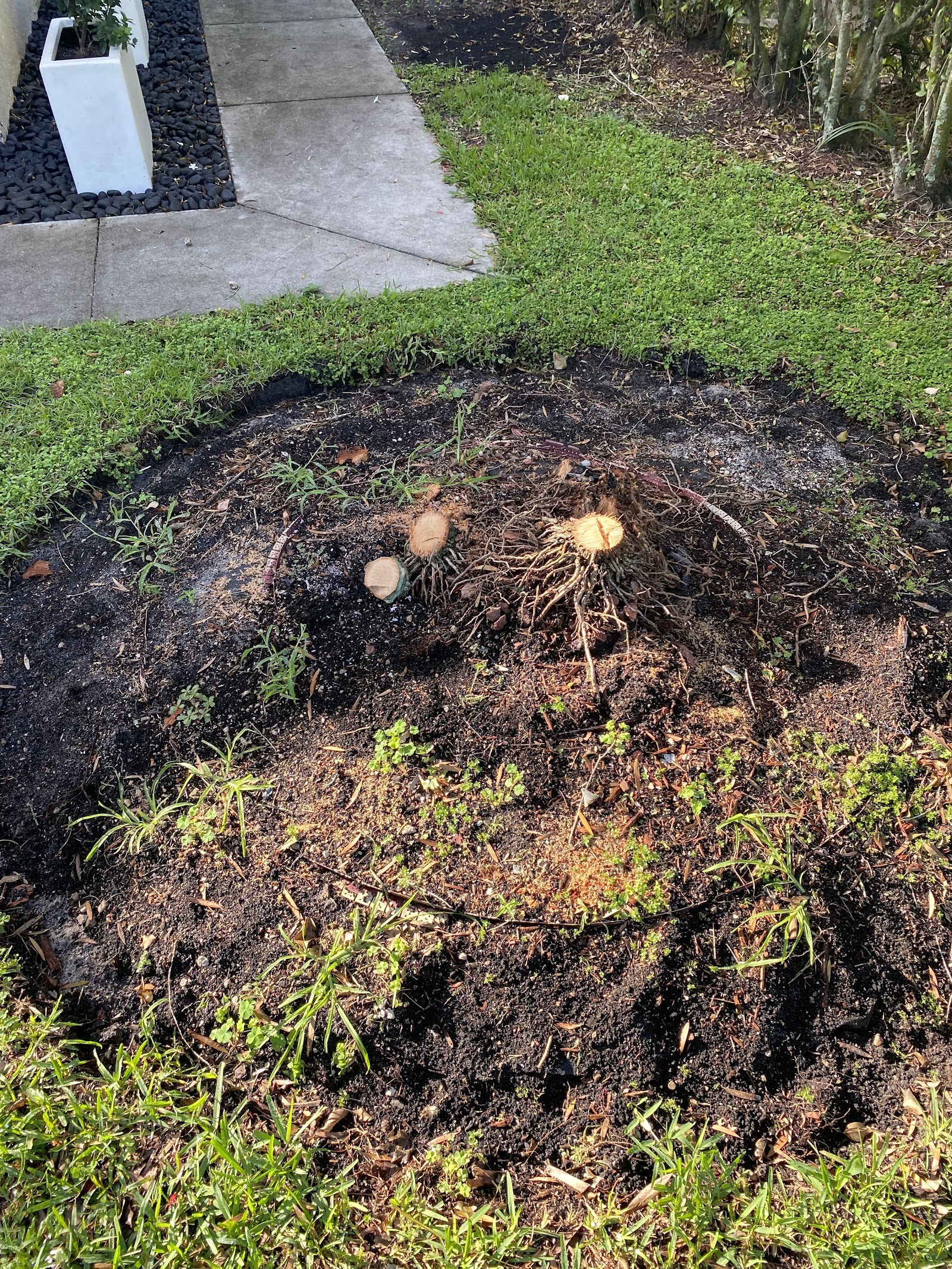 Stump ground below grade, ready to replant
