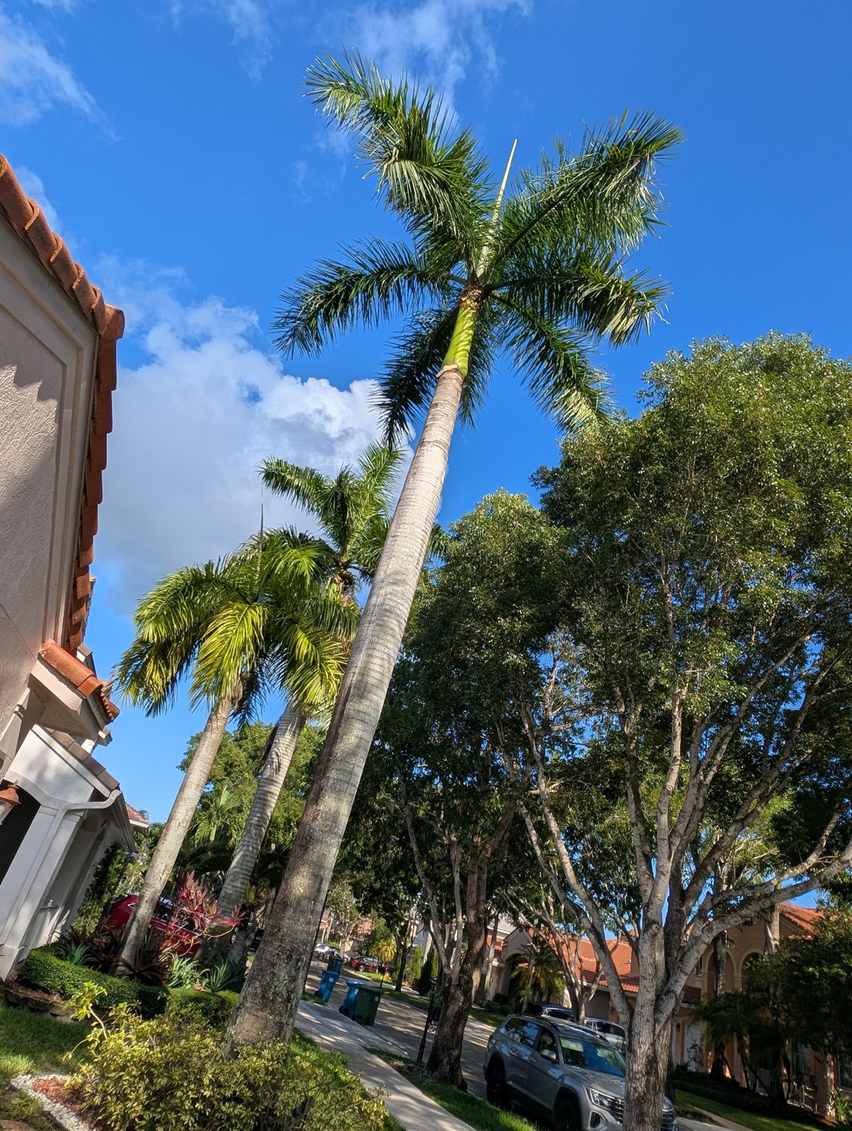 Palm Trimming