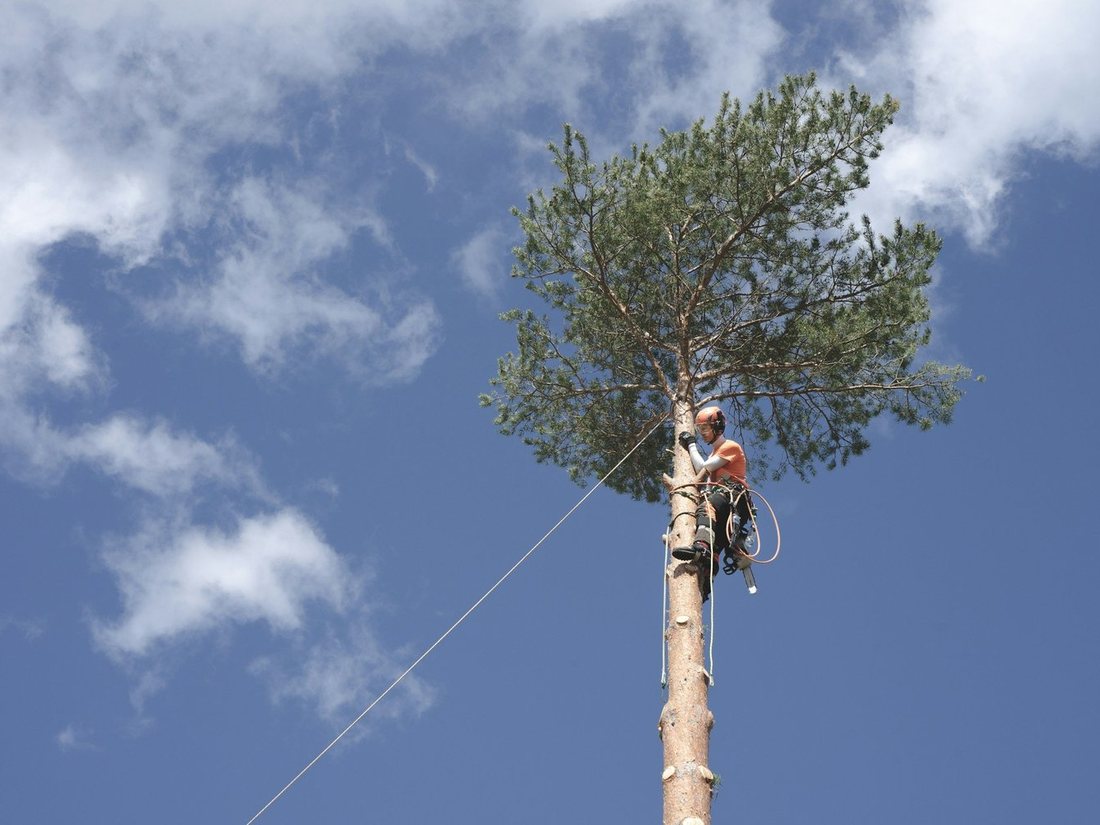 Tree Trimming & Pruning